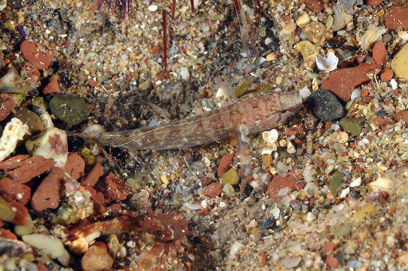 Chromogobius zebratus (Kolombatovic, 1891)